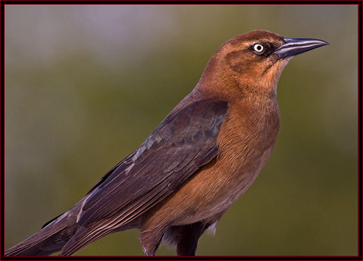 Boat-tailed Grackle