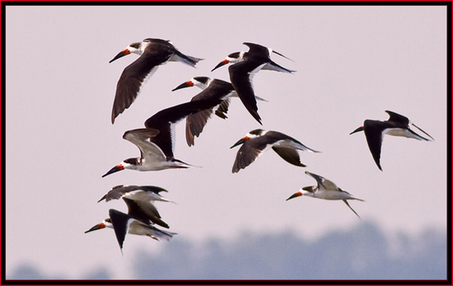 Skimmer flight