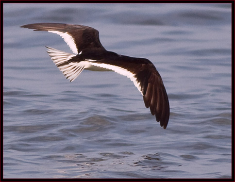 Black Skimmer