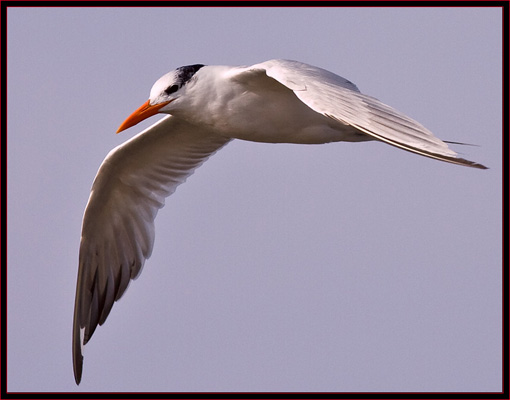 Royal tern