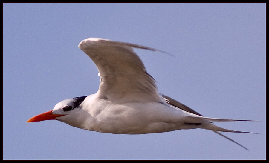 Roal Tern on the wing