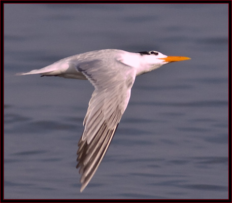 Royal Tern