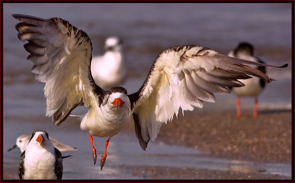 Black Skimmer on the wing