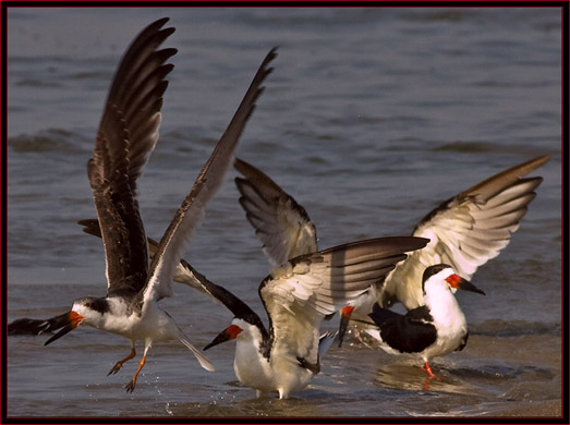 Black Skimmers at Tybee Beach