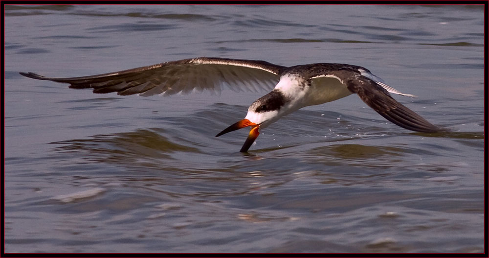 Black Skimmer on the hunt - you can see they are aptly named 
as this skim the water fishing