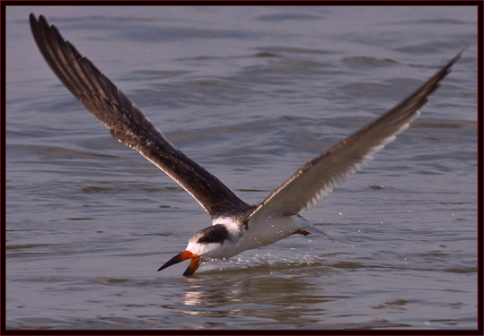 Black Skimmer