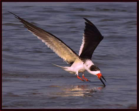 Black Skimmer