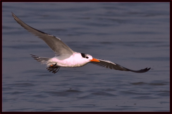 Royal Tern