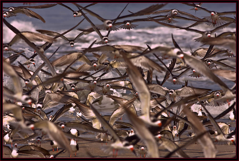 Black Skimmer Explosion