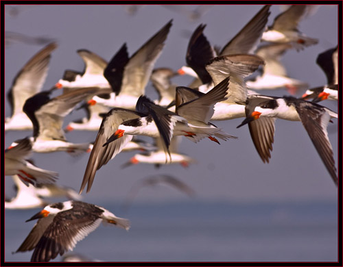 Flight of Black Skimmers