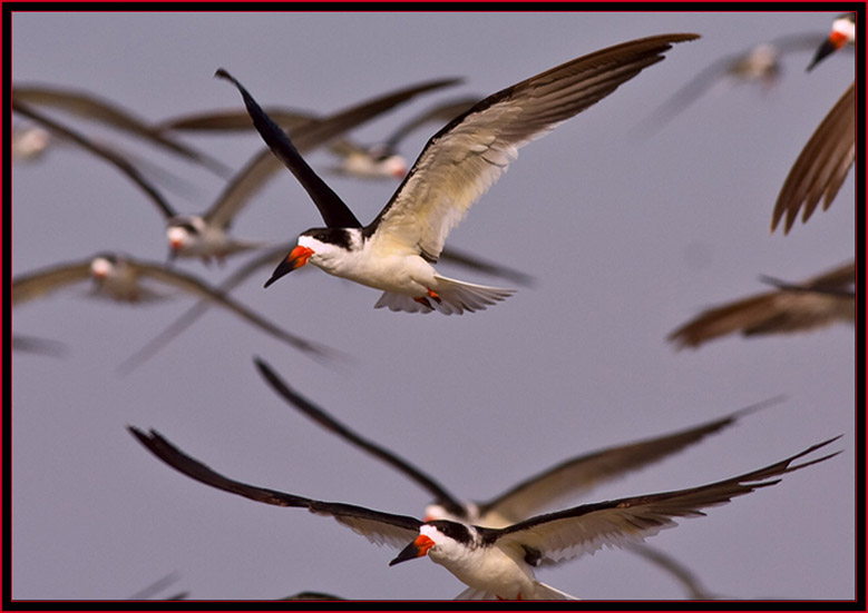 Black Skimmers in flight