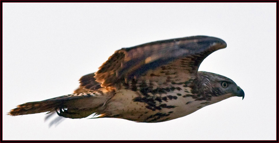 Red-tailed Hawk