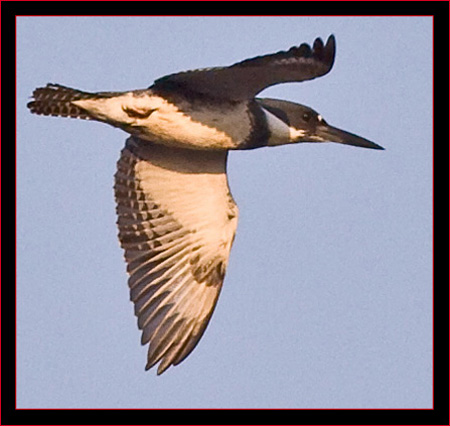 Belted Kingfisher