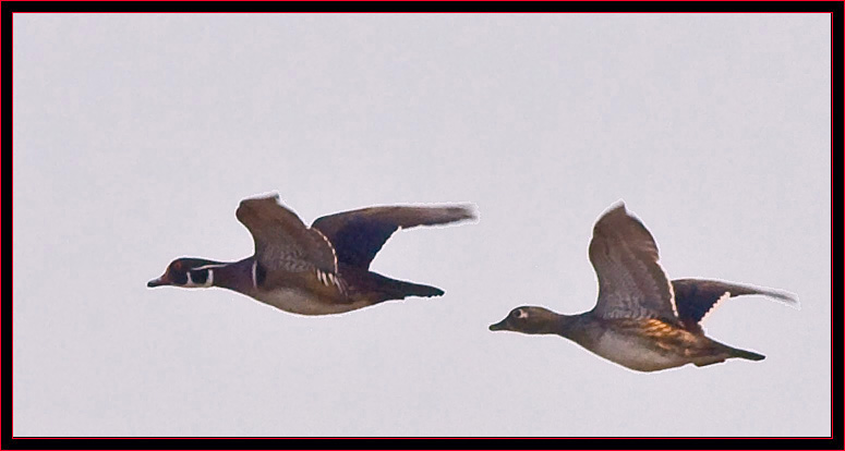 Wood Ducks