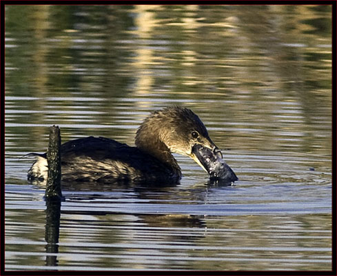 Pied-billed Grebe