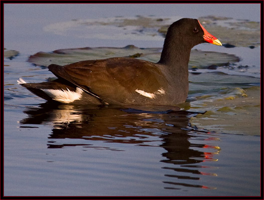 Common Moorhen