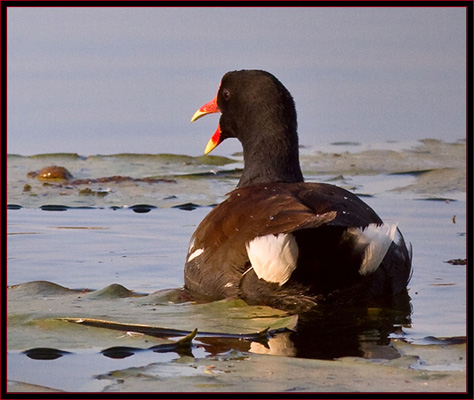 Common Moorhen squawking