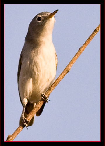 Blue-gray Gnatcatcher