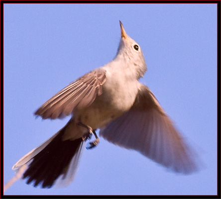 Blue-gray Gnatcatcher