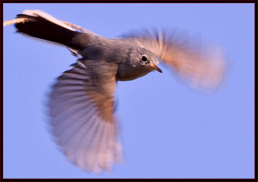 Blue-gray Gnatcatcher