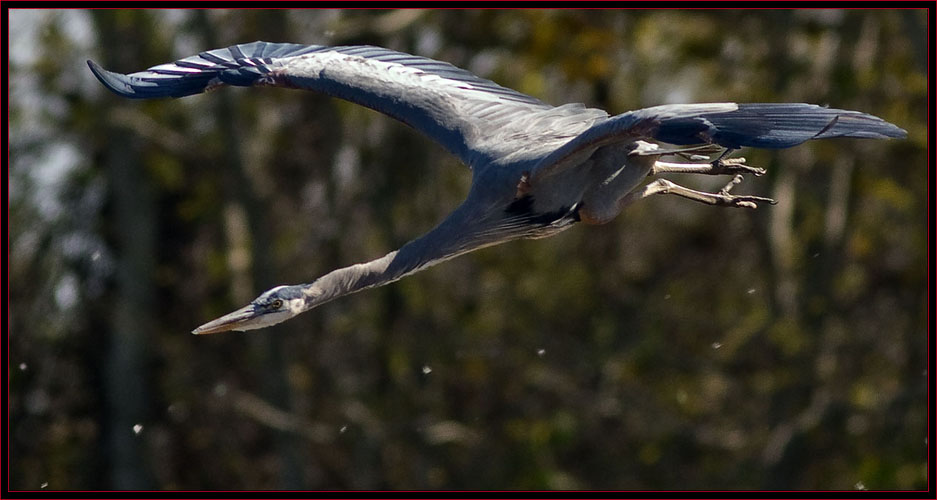 Great Blue Heron