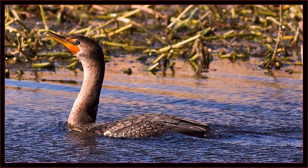 Doube-crested Cormorant