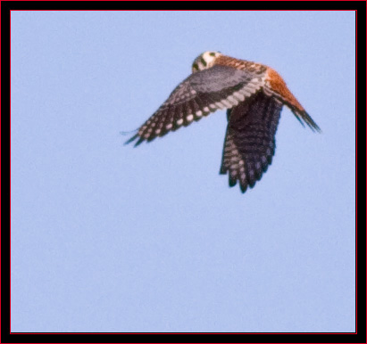 American Kestrel