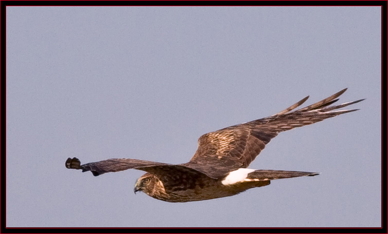 Northern Harrier