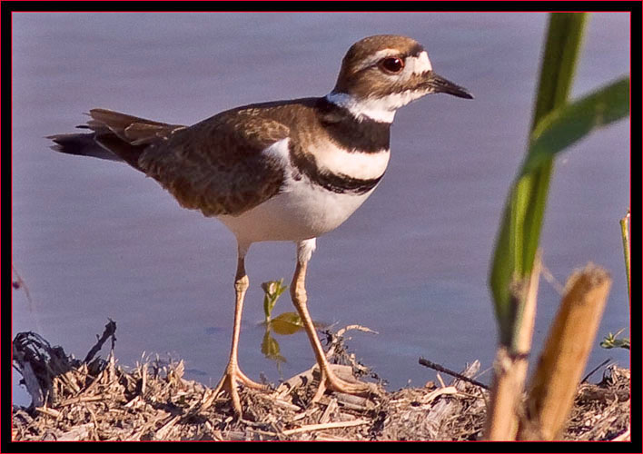 Killdeer