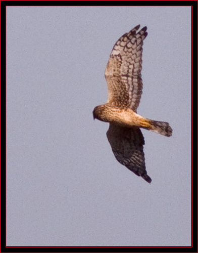 Northern Harrier