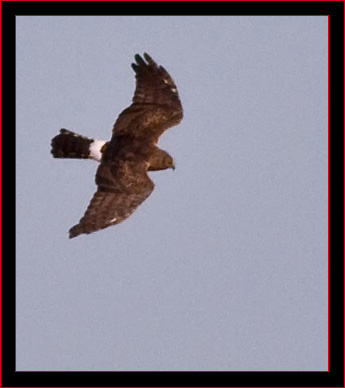 Northern Harrier