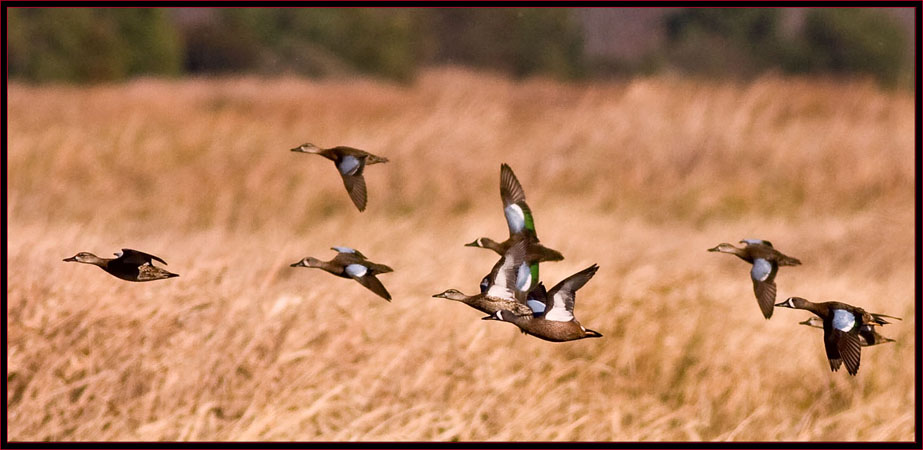 Blue-winged Teals