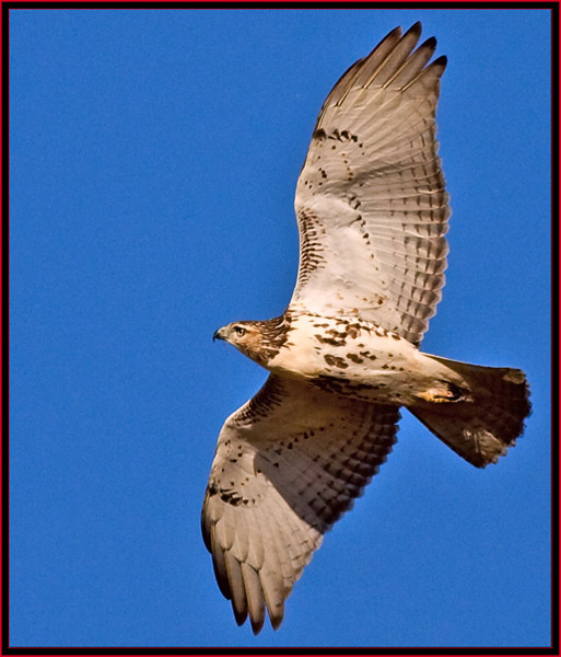 Red-tailed Hawk