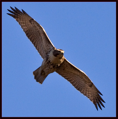 Red-tailed Hawk