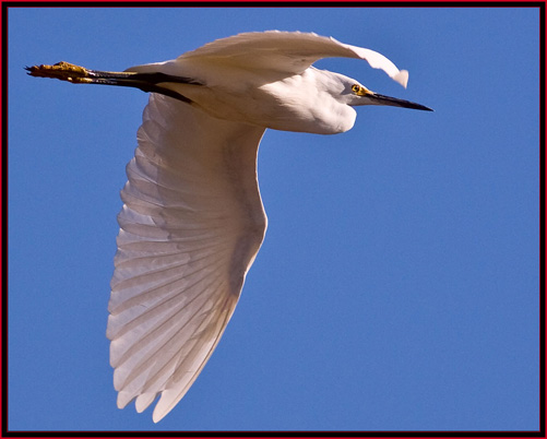 Snowy Egret