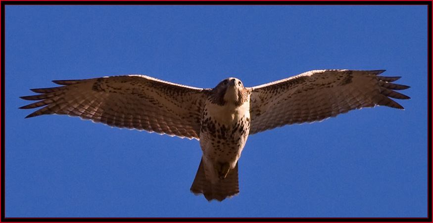 Red-tailed Hawk