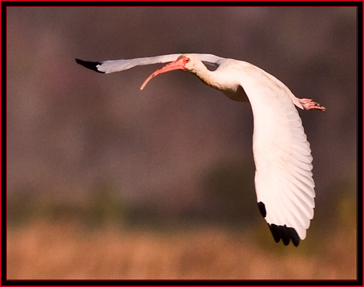 White Ibis