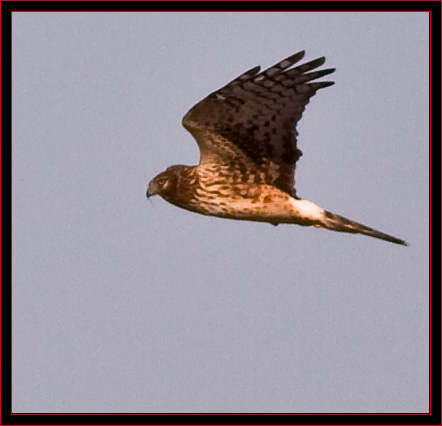 Northern Harrier