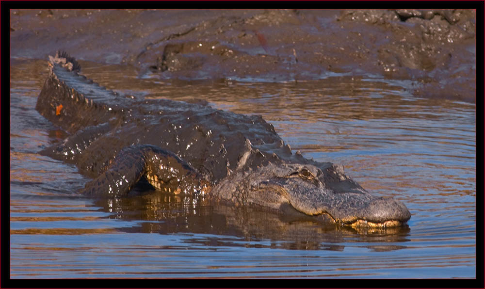 Mud Gator