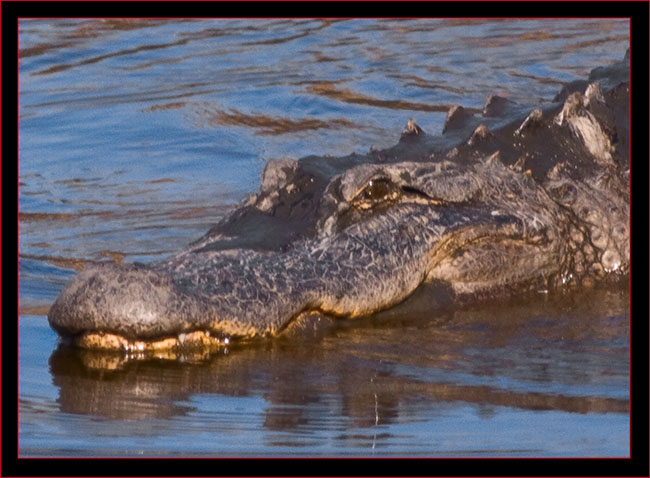 South Carolina Alligator