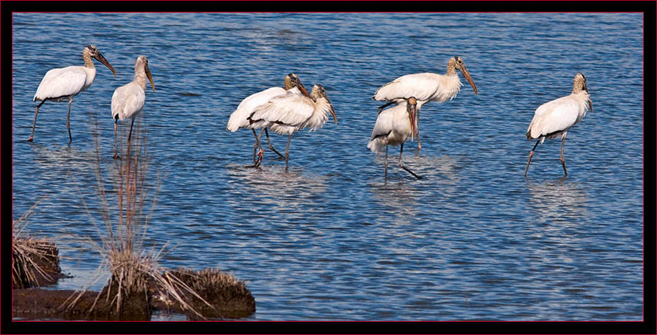 Wood Storks