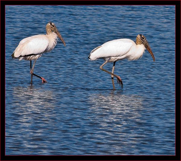 Wood Storks