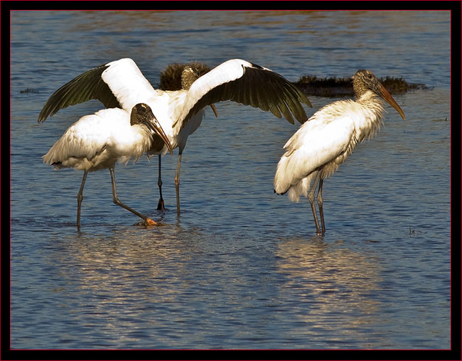 Wood Storks