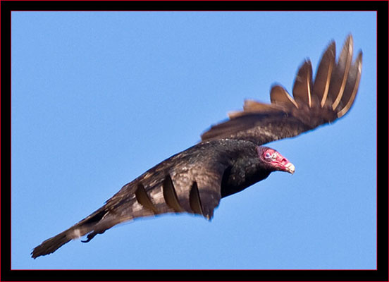 Turkey Vulture