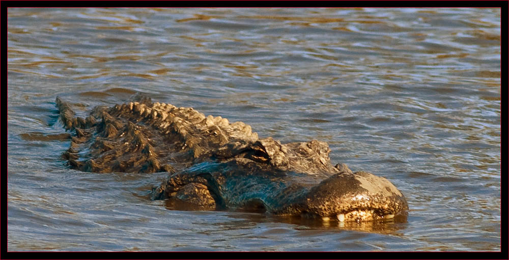 One of the local gators