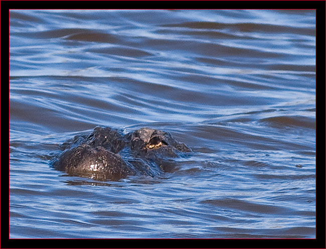 One of the local gators