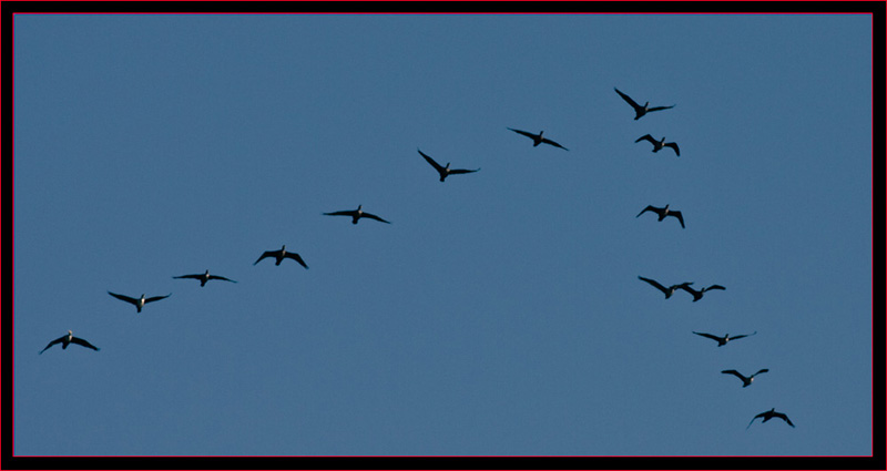 Canada Goose flight at twilight