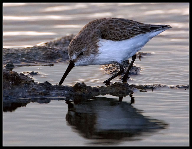 Sanderling