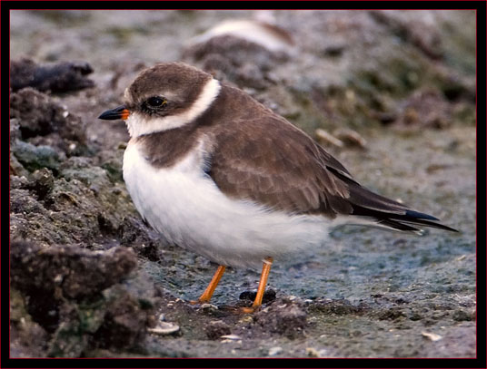 Semipalmated Plover