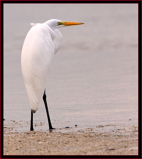 Great Egret